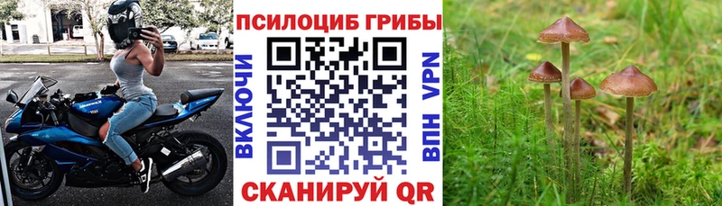 Купить  Межгорье  Галлюциногенные грибы MAGIC MUSHROOMS 